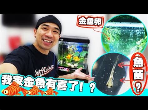 金魚懷孕怎麼看|金魚怎麼繁殖？必學指南：掌握黃金時機，提高繁殖成。